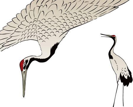 Cranes spreading feathers and cranes with all of their bodiesのイラスト素材