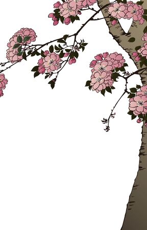 Cherry trees in full bloomのイラスト素材