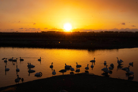 <p>Morning Swan Part 1</p>の写真素材