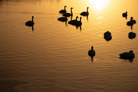 <p>Morning Swan Part 2</p>の写真素材