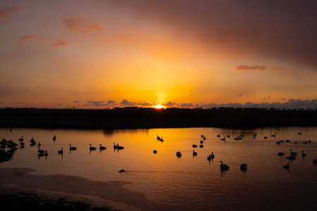 <p>Morning Swan Part 3</p>の写真素材