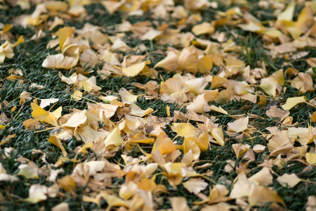 Beautiful yellow leaves that have fallen all over the groundの写真素材