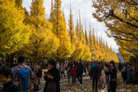 Yellow trees in Tokyo on Genko Avenue near Meji Jingu Gaien Parkのeditorial素材