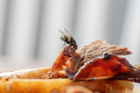 Close up on a house fly eating leftover meatの写真素材