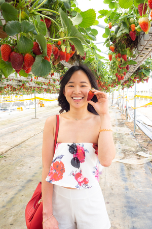 Young woman at a strawberry farmの写真素材