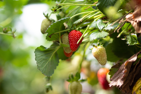 Fresh strawberries that are grown in greenhousesの写真素材