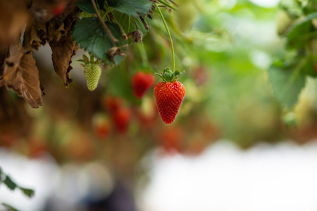 Fresh strawberries that are grown in greenhousesの写真素材