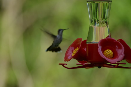 Hummingbird enroute for refreshments.の写真素材