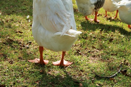 Shake it Babyの写真素材