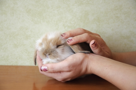 cute lop eared baby rabbitの写真素材