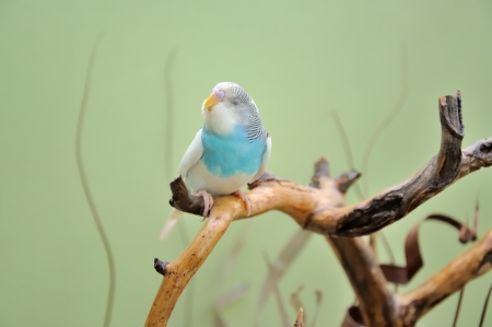 budgieの写真素材