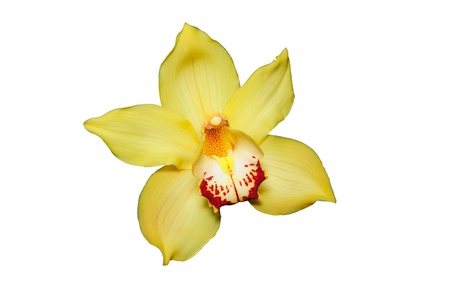 orchidの写真素材