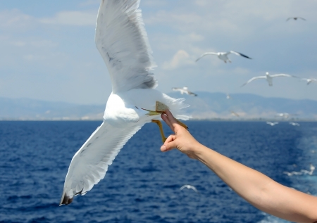 seagull taking piece of bread from handの写真素材