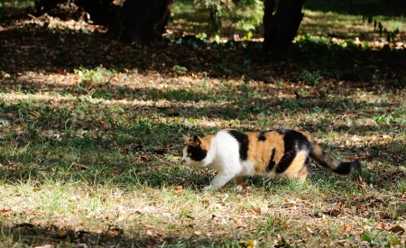 cat hunting in the gardenの写真素材