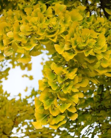 autumnal ginkgo biloba  tree with yellow leavesの写真素材