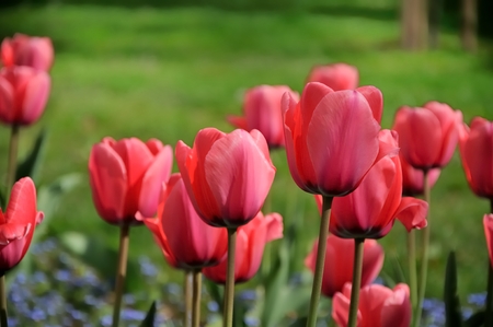beautiful tulips field in spring time green grass on background