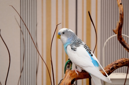 budgerigar perched on dry branchの写真素材