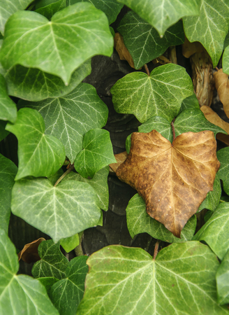 close up of ivy plant with dry and green leavesの写真素材