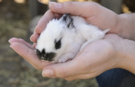 white Baby bunny with black nose in lady handsの写真素材