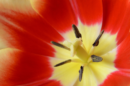 macro of the inner part with stamens of red tulipの写真素材