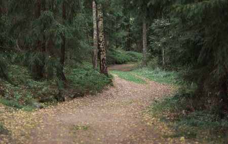 Dark forest trail in late summer forestの写真素材