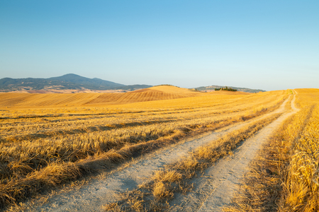Desolate country road leading to a farm house in Tuscany, Italy.の写真素材