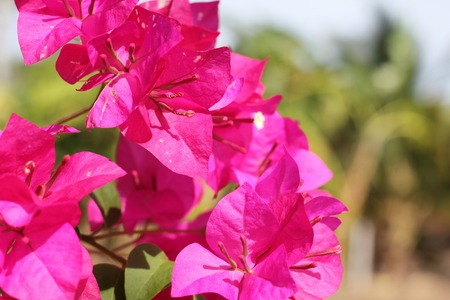 Pink flowerの写真素材