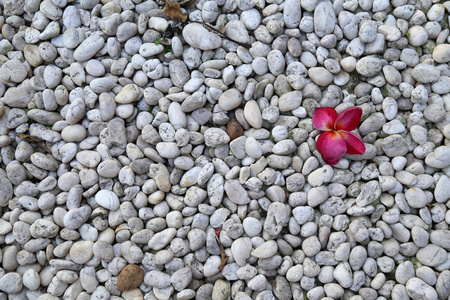 Red flower fallen among stonesの写真素材