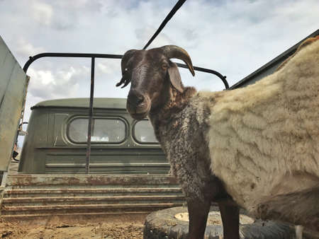Goat on a car in Mongoliaの写真素材