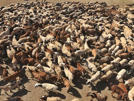 Cattle herd from above in Mongolia's steppeの写真素材