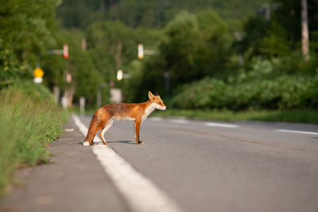Wild fox crossing the road at Furano Hokkaido Japanの写真素材