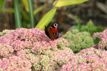 Beautiful butterfly on pink flowerの写真素材