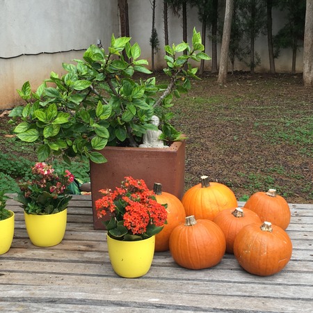 Pumpkins plants and flowers on wooden deckの写真素材