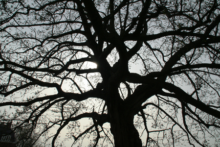 Spooky tree in the lightの写真素材
