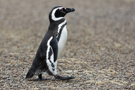Patagonia penguin walking towards the seaの写真素材