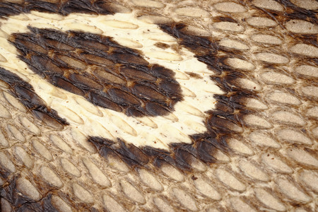 Snake  leather or  cobra skin texture - closeup, macro