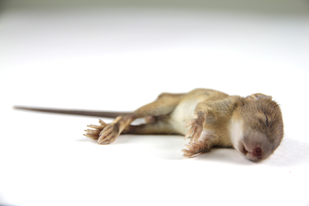 mouse  dead blood out noseの写真素材