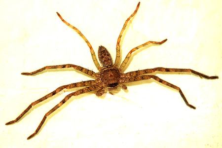 spider on wall  color effectの写真素材