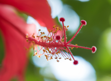 hibiscus flower macroの写真素材