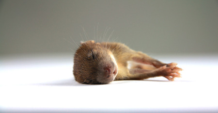 mouse  dead blood out nose