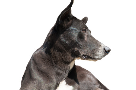 The Black Dog in Thailandの写真素材