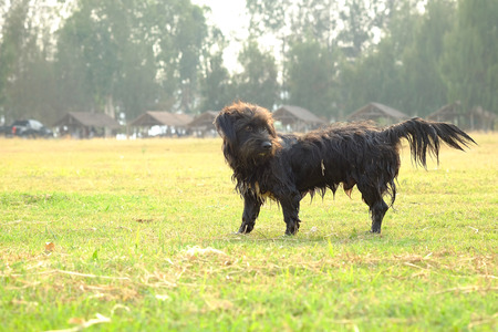 Thailand Dog Looking a Hope - (Selective focus)の写真素材
