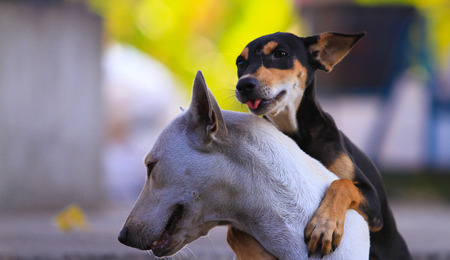Dogs Looking and playing