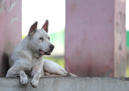 Dog in Thailandの写真素材
