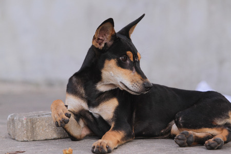 Thailand Dog Looking a Hope - (Selective focus)の写真素材