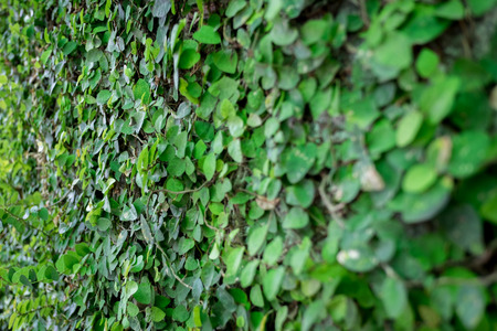 Asia Green leaves on the wall background texture (Selective focus)の写真素材