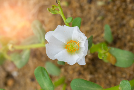 Blur and soft close up flower .(Selective focus)の写真素材