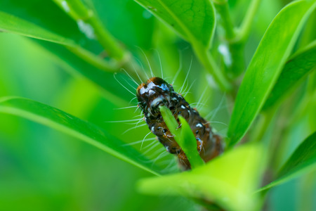 Close up Caterpillar worm is eating leaf .(Selective focus)の写真素材
