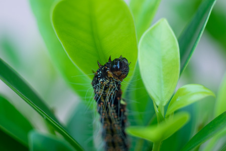 Close up Caterpillar worm is eating leaf .(Selective focus)の写真素材