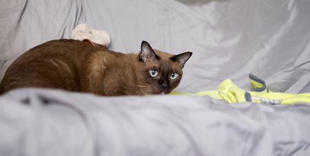 Asia,Thailand Cat  - (Selective focus)の写真素材